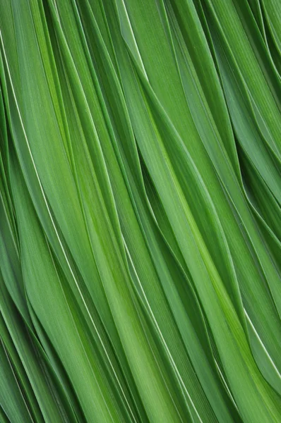 Hojas verdes de Lily — Foto de Stock