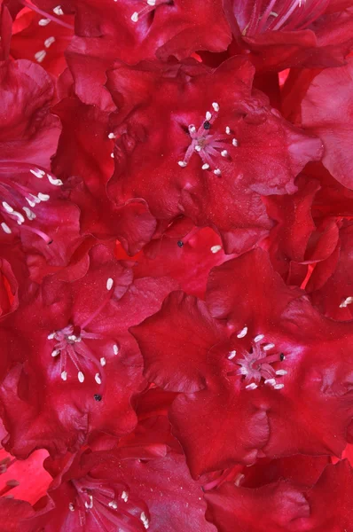 Rote Rhododendron-Blütenblätter — Stockfoto