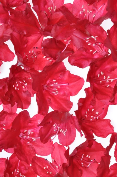 Pétalos de flores de rododendro rojo —  Fotos de Stock