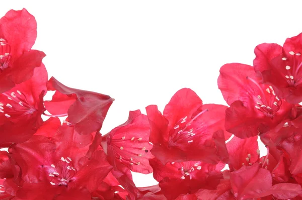 Red rhododendron flower petals — Stock Photo, Image