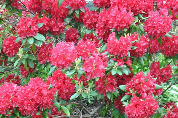 Rododendro de arbusto vermelho — Fotografia de Stock