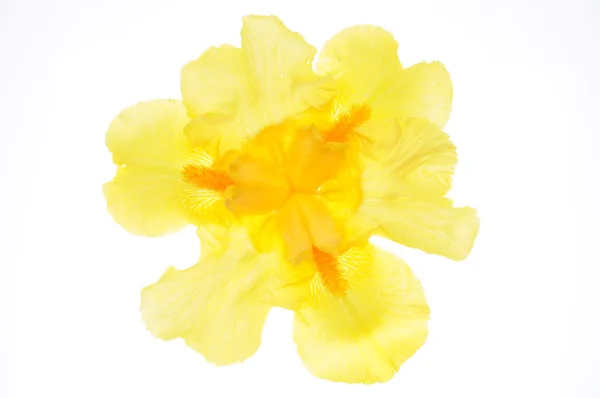 Flor de lirio amarillo — Foto de Stock