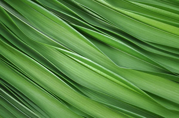 Hojas verdes de fondo abstracto lirio — Foto de Stock