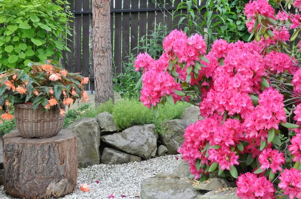 Różowy rododendron — Zdjęcie stockowe