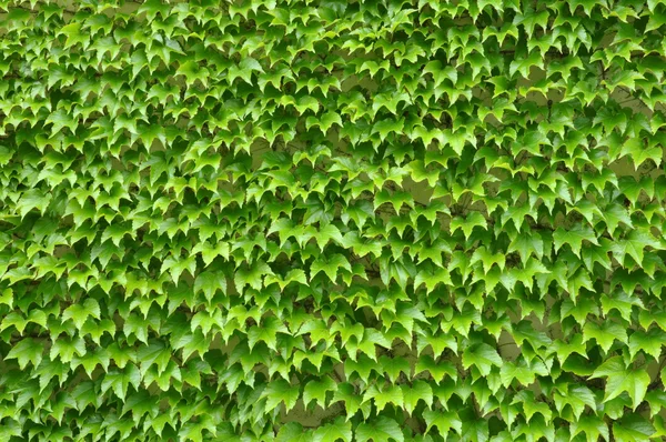 Gröna murgröna blad vägg — Stockfoto