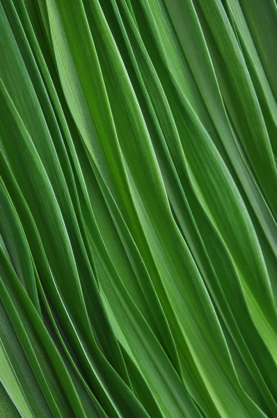 Hojas verdes de Lily — Foto de Stock
