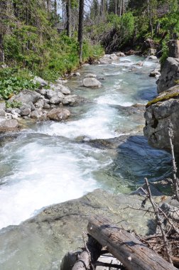Ormanın içinde dağ dere