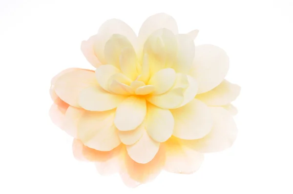 Cabeza de flor de begonia amarilla —  Fotos de Stock