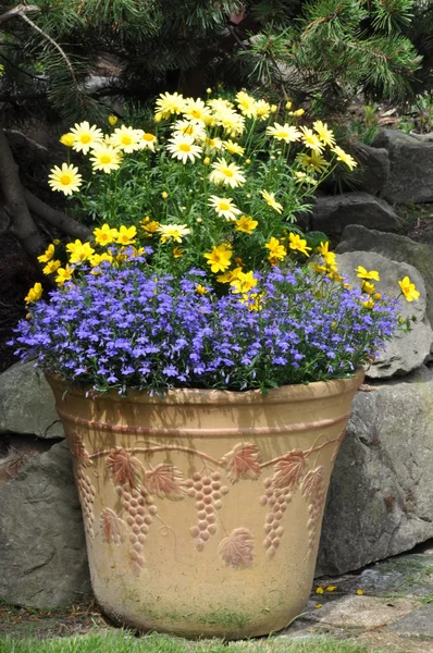 Bloemen in pot in de tuin — Stockfoto