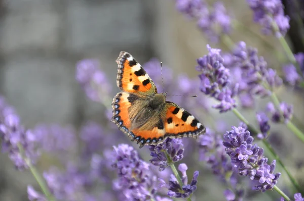 Papillon sur une fleur de lavande — Photo