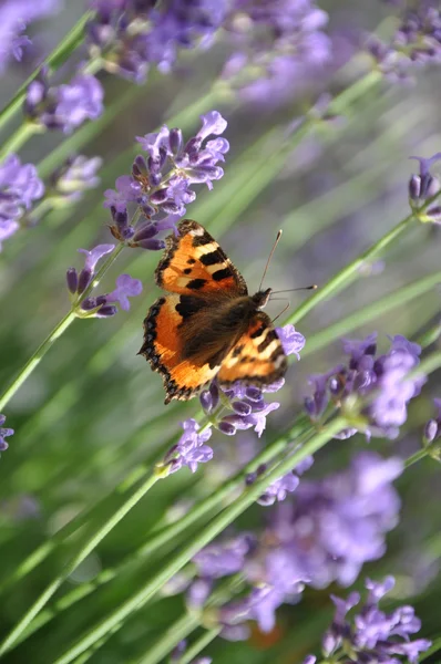 Butterfly on a lavender flowers — Stock fotografie