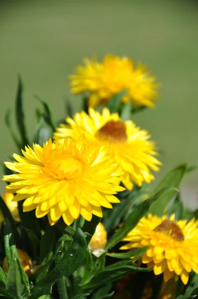 Sárga Strawflowers — Stock Fotó