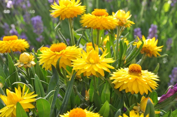 Żółty strawflower w ogrodzie — Zdjęcie stockowe