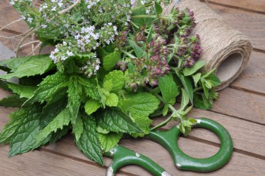 Taze ot oğul otu, kekik, nane ahşap tahta ve kurutma için hazırlamak için aksesuarlar