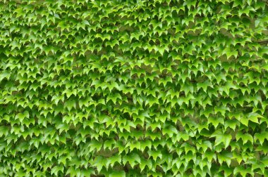 Yeşil sarmaşık duvar arka plan olarak bırakır.