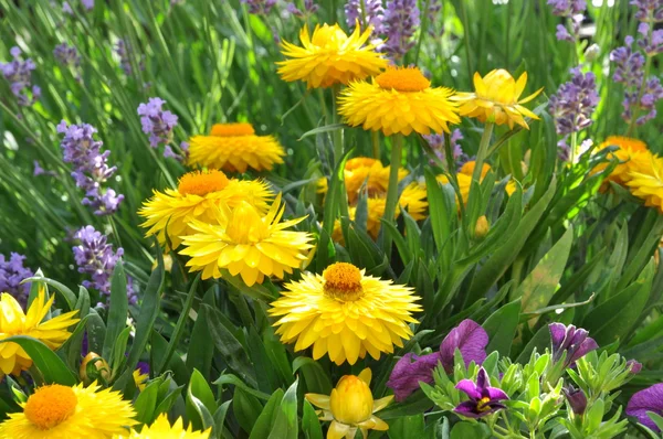 Żółty strawflower w ogrodzie — Zdjęcie stockowe