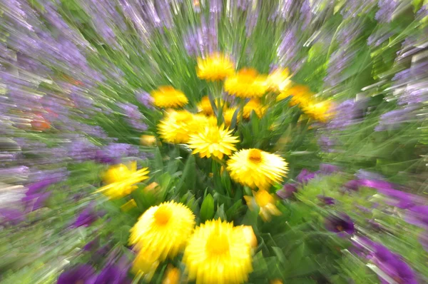 Abstract yellow strawflower in the garden with motion blur — Stock Photo, Image