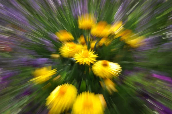 Abstract yellow strawflower in the garden with motion blur — Stock Photo, Image