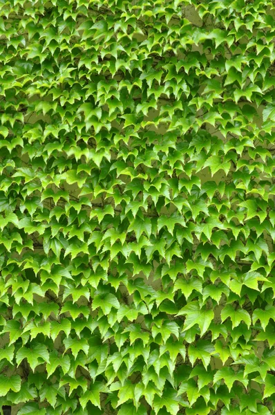 Hiedra verde deja la pared como fondo — Foto de Stock