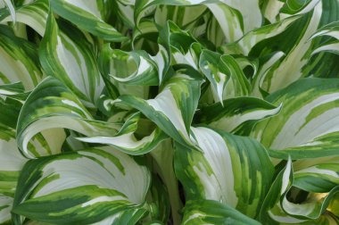 Taze bahar bahçe hostas bitkinin yaprakları