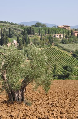 Zeytin ağaçları Tuscany manzara