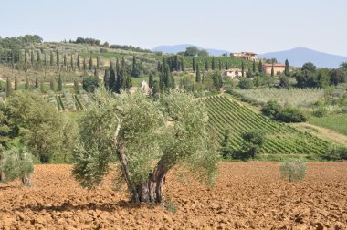 Zeytin ağaçları Tuscany manzara