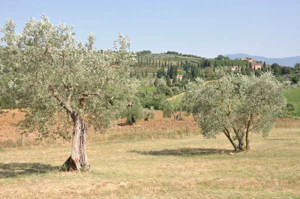 Оливковые деревья Тосканы — стоковое фото
