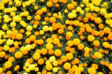 Bahçedeki sarı çiçekler