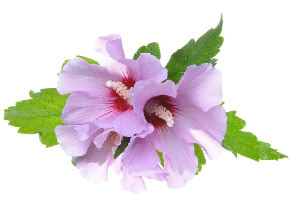 Violet hibiscus flowers with green leaves — Stock Photo, Image