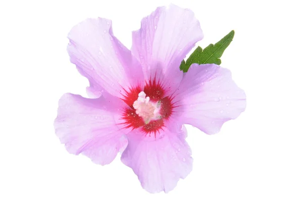 Kwiat hibiscus fioletowe z zielonych liści — Zdjęcie stockowe