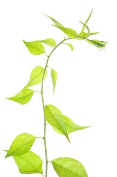 Kvist med gröna blad — Stockfoto
