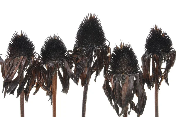 Flores negras sobresopladas aisladas sobre fondo blanco, un símbolo pasó belleza —  Fotos de Stock