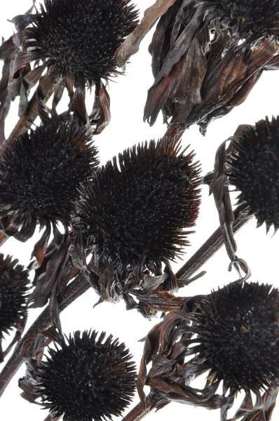 Overblown black flowers isolated on white background, a symbol passed beauty — Stock Photo, Image