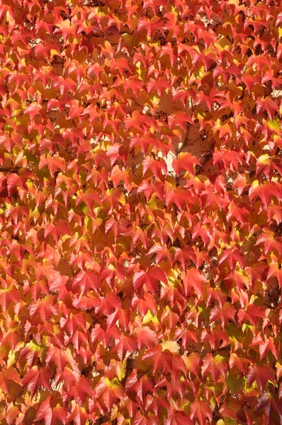 Czerwone liście bluszczu na wal — Zdjęcie stockowe