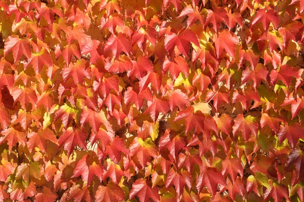 Folhas vermelhas de hera no wal — Fotografia de Stock