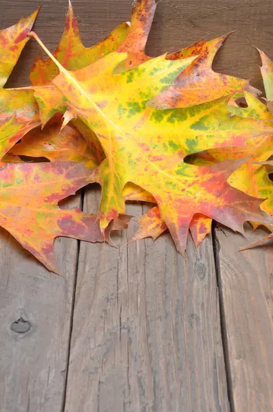 Colored leaves on wooden background — Stock Photo, Image