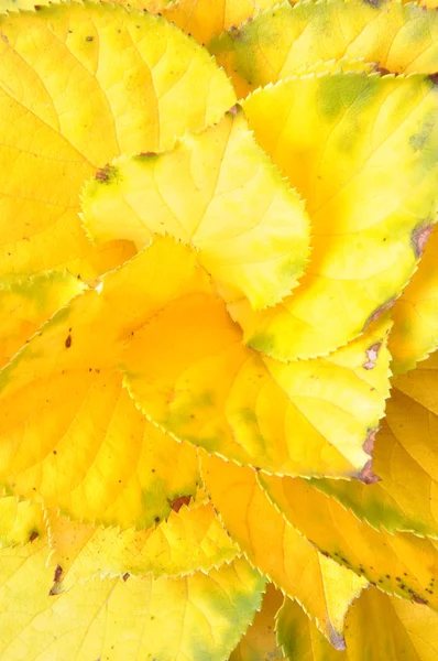 Yellow leaves background — Stock Photo, Image