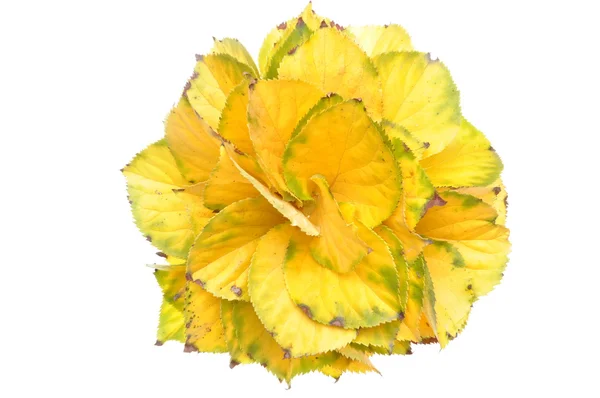 Bouquet de feuilles jaunes d'automne — Photo