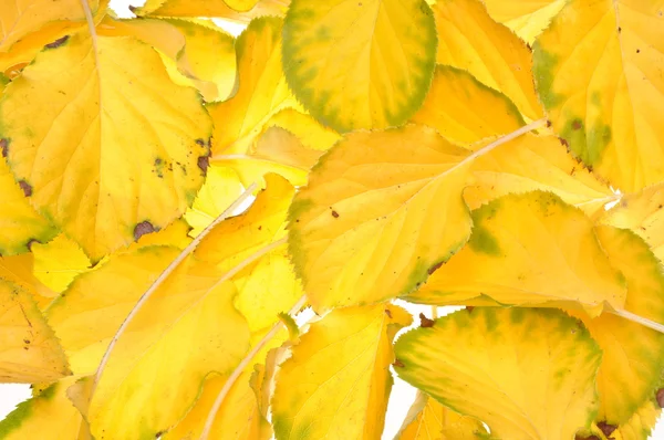 Gelbe Herbstblätter — Stockfoto