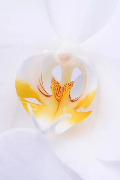 Macro de flor de orquídea blanca —  Fotos de Stock