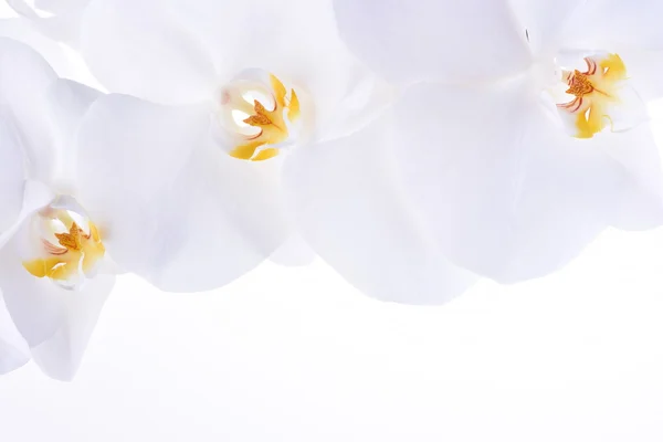 Орхидея голова цветок на белом фоне — стоковое фото