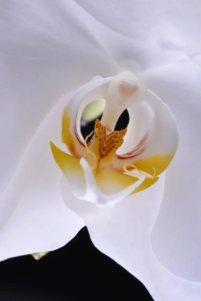 Макро из белого цветка орхидеи — стоковое фото