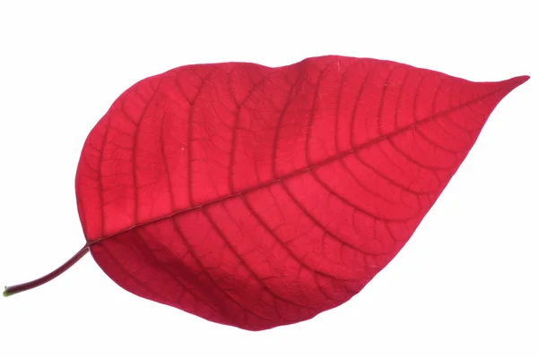 Single red leaf — Stock Photo, Image