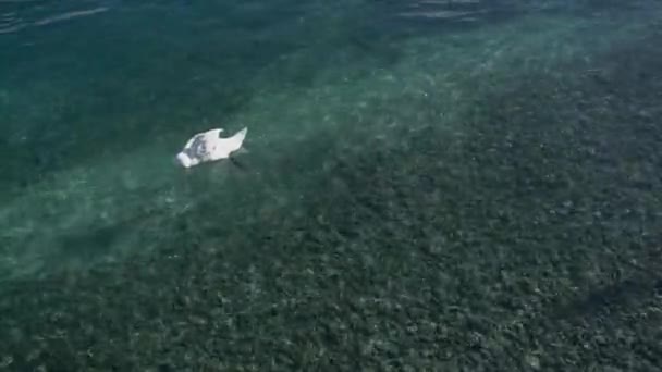 白い白鳥がジュネーヴ湖で泳いでいます-旅行 — ストック動画