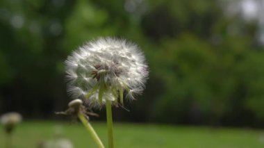 Karahindiba, taraxacum officinale, rüzgarla savrulup dağılan saatlerin tohumları, ağır çekim.