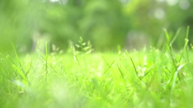 Taze yeşil çimenleri kapatın. Dinamik el kamerası çekimi