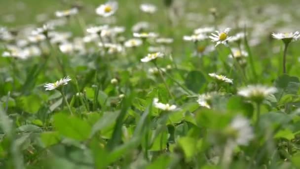 Close up de grama verde fresco primavera. Prado com margaridas. Tiro de mão dinâmico — Vídeo de Stock