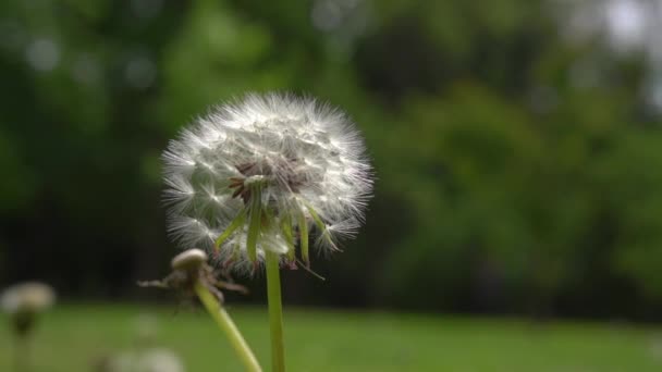 Common Dandelion, taraxacum officinale, 시계의 씨앗 바람에 의해 날려 가고 분산, 슬로우 모션 — 비디오