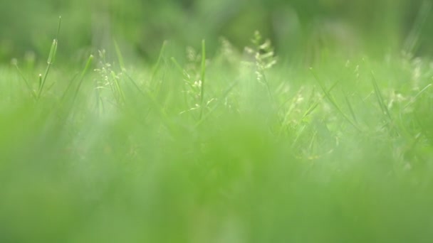 Feche a grama verde fresca da primavera. Tiro portátil dinâmico — Vídeo de Stock