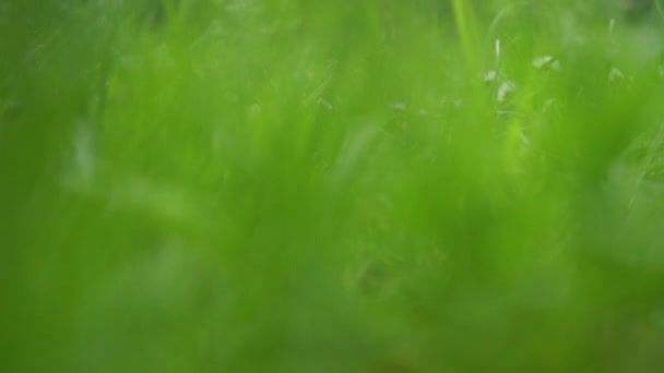 Fermer herbe fraîche vert printemps. Coup de main dynamique — Video